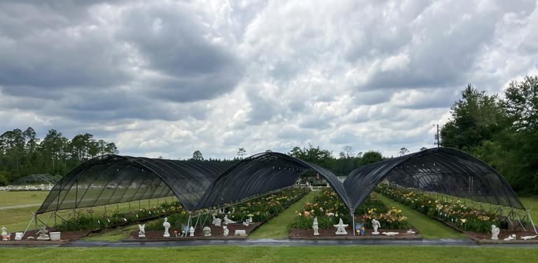 Horner Farms (Daylilies)